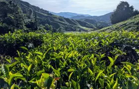 Grünes Meer und Nebelwald: Tagestour durch die Cameron Highlands