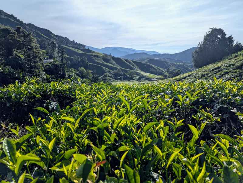 Grünes Meer und Nebelwald: Tagestour durch die Cameron Highlands