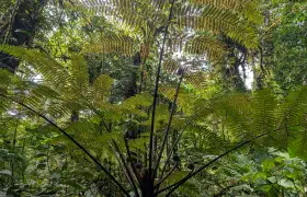 Monte Verde
