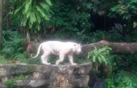 White tiger