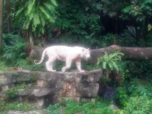 White tiger