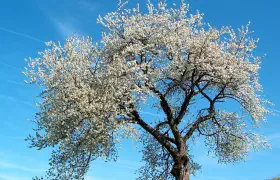 Jetzt ist endlich Frühling...