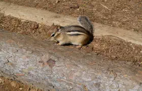 A Hörnchen