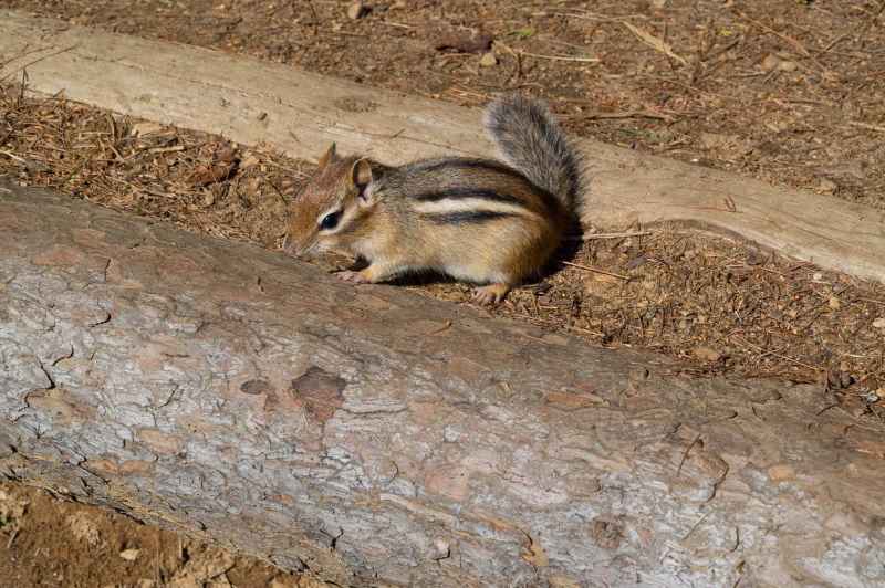 A Hörnchen