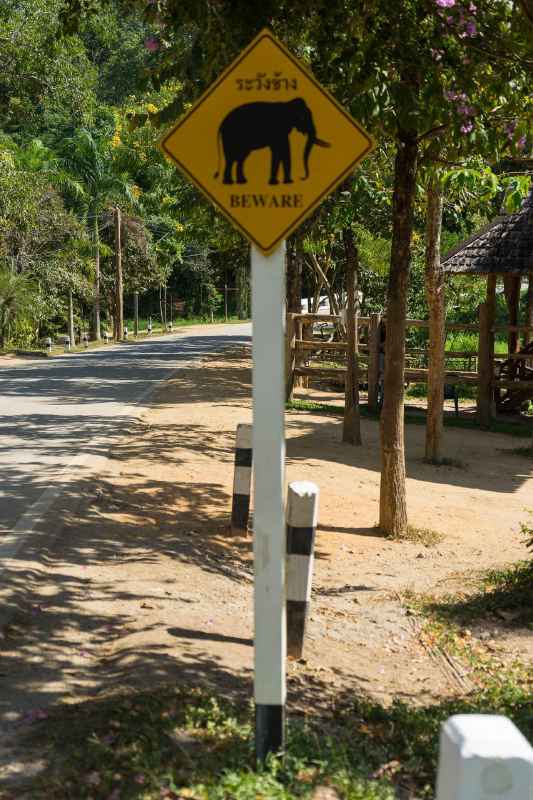 Thai elephant conservation center