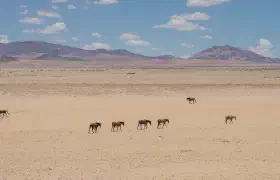 Wildpferde und Oryx am Wasserloch