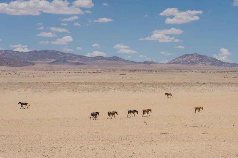Wildpferde und Oryx am Wasserloch