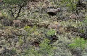 Game Drive #2