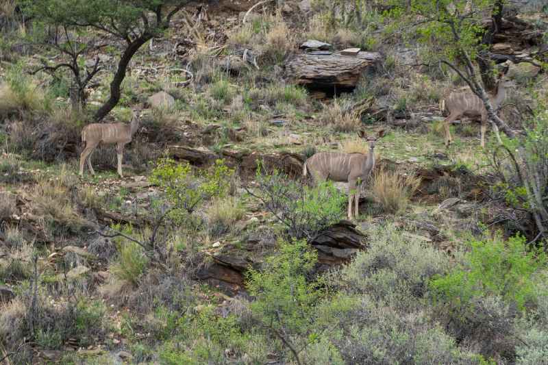 Game Drive #2