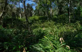 Der Weg nach Thekkady