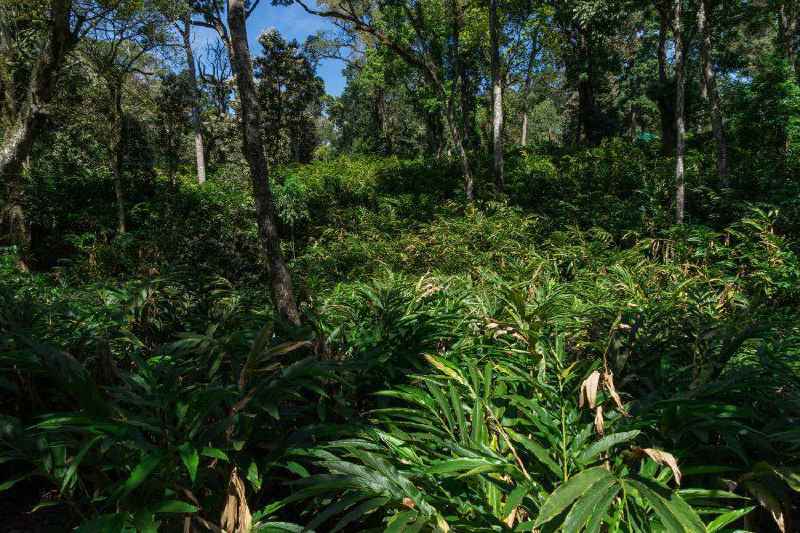 Der Weg nach Thekkady