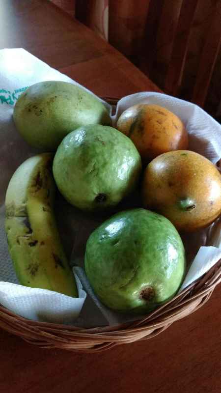 Obst