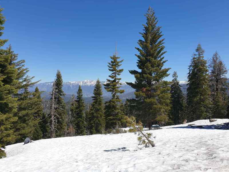 The biggest tree on earth