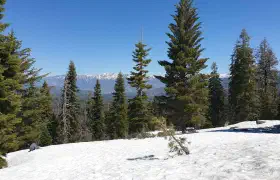 The biggest tree on earth