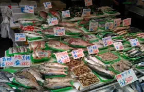 Frischer Fisch